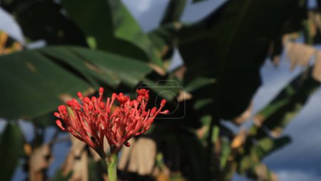 Photo for Jatropha podagrica ornamental plant with green leaves,Close up photo - Royalty Free Image