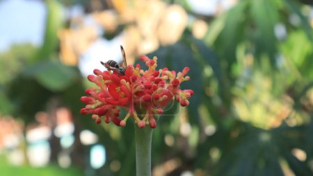 Jatropha podagrica ornamental plant with green leaves,Close up photo