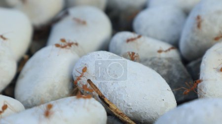 Photo for Red ants walk on the rocks because there is food hidden under the rocks - Royalty Free Image