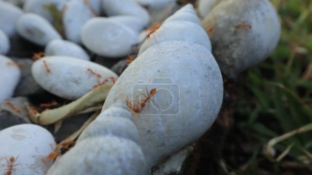 Photo for Red ants walk on the rocks because there is food hidden under the rocks - Royalty Free Image