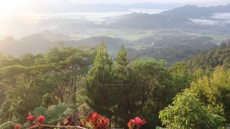 Téléchargez les photos : Natural Landscape of Indonesia. Green trees in forest. Day time photo - en image libre de droit