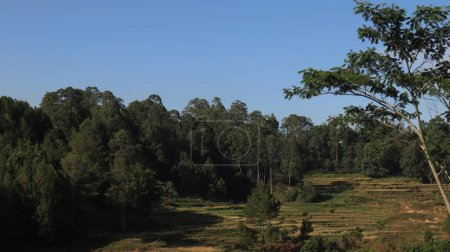 Beautiful natural scenery of Tana Toraja, Indonesia. Trees and blue sky. Daytime photo