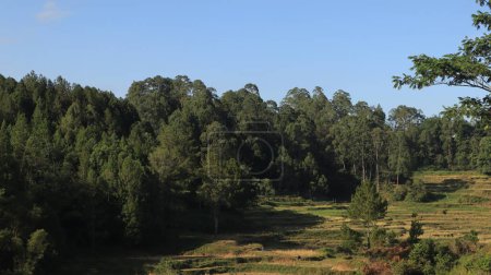 Hermoso paisaje natural de Tana Toraja, Indonesia. Árboles y cielo azul. Foto diurna