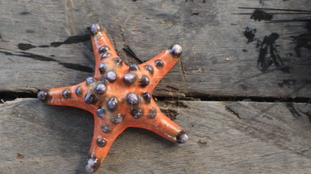 One starfish on wooden background