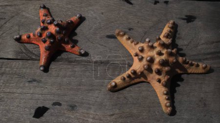 Two starfish on wooden background