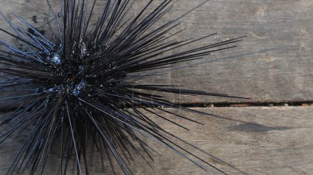 Téléchargez les photos : Oursins noirs sur le sol en bois - en image libre de droit