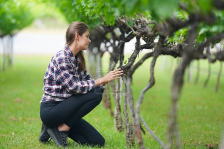 Téléchargez les photos : Une agricultrice vérifie la récolte du raisin à la ferme écologique - en image libre de droit