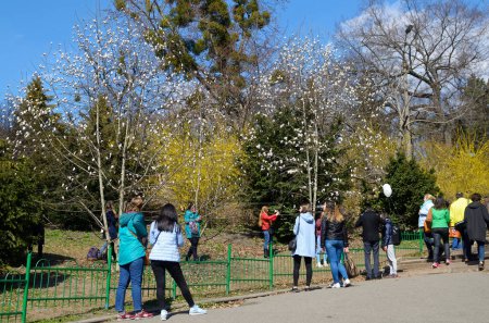 Foto de La gente que camina alrededor en un parque de la ciudad, magnolia blanca florece en un fondo. 20 de marzo de 2019. Jardín Botánico Fomin. Kiev, Ucrania - Imagen libre de derechos