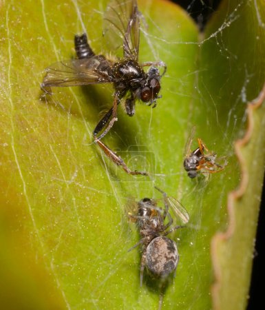Photo for Cribellate spider, Archaeodictyna, cobweb the flies stocking up on food in its nest. - Royalty Free Image