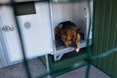 Téléchargez les photos : Triste chien de l'armée, berger allemand, assis dans une cage d'une volière militaire mobile. Staroe, Ukraine. - en image libre de droit