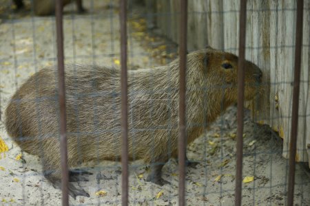 Photo for Capybara, Hydrochoerus Hydrochaeris, standing in an aviary of a zoo. Kyiv, Ukraine - Royalty Free Image