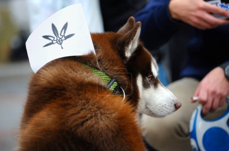 Photo for Dog husky a flyer with cannabis leaf picture attached to its collar. Cannabis March for legalization of medical marijuana. Kyiv, Ukraine - Royalty Free Image