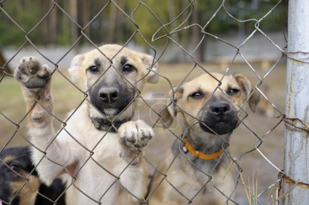 Foto de Dos tristes cachorros callejeros de pie dentro de la jaula al aire libre detrás de las rejas y mirando hacia fuera. - Imagen libre de derechos