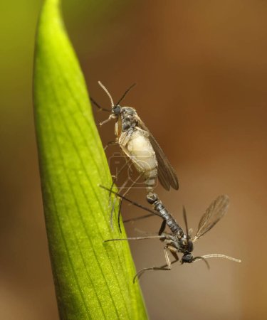 Gnats copulating on a plant in front of blurred background.