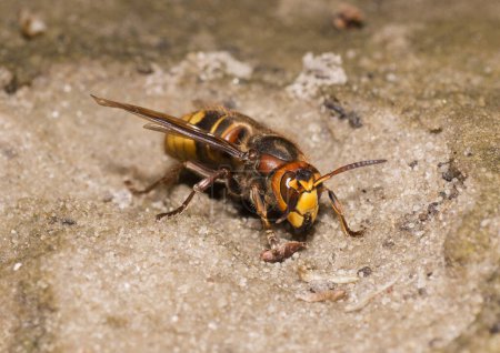 Photo for Big yellow hornet searching for food on the dry stream bed. - Royalty Free Image