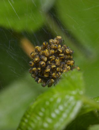 Foto de Nido de arañas de jardín amarillo bebé Argiope aurantia - Imagen libre de derechos
