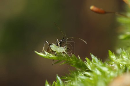 Photo for Damsel bug Nabidae or assassin bug sucking an aphid out sitting on a plant, forest - Royalty Free Image