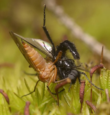 Téléchargez les photos : Mouche de danse rouge Empis manger la mouche noire sur la mousse. - en image libre de droit