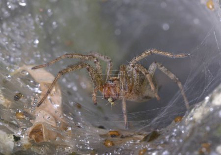 Téléchargez les photos : Labyrinthe araignée Agelena labyrinthica manger puceron dans l'entonnoir toile. - en image libre de droit
