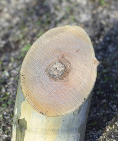 Téléchargez les photos : Coupe transversale d'un tronc d'arbre affecté par un champignon. - en image libre de droit
