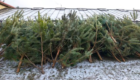 Haufen gebrauchter Weihnachtsbäume, die für das Recycling vorbereitet werden. Sammelstelle für das Recycling gebrauchter Weihnachtsbäume, Ukraine