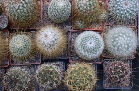 Potted cactuses and succulents growing, close up.