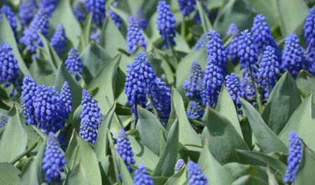 Foto de Flores azules Muscari armeniacum y florines creciendo en el césped en el parque de la ciudad. - Imagen libre de derechos