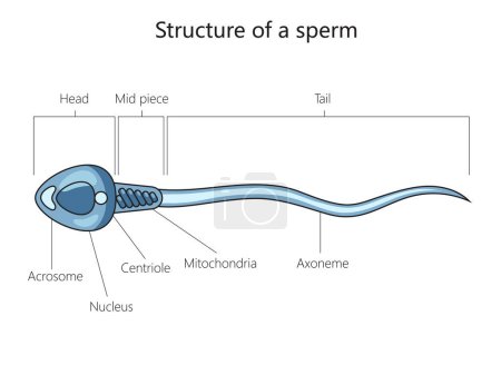 Spermatozoon male cell structure diagram schematic raster illustration. Medical science educational illustration