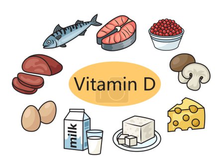 Téléchargez les photos : Aliments contenant de la vitamine D schéma illustration raster schématique. Illustration pédagogique en sciences médicales - en image libre de droit