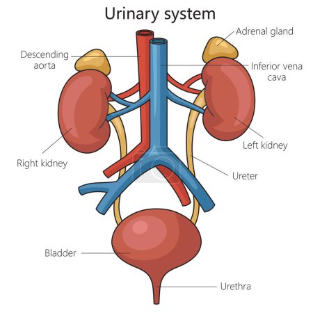 Urinary system structure diagram schematic raster illustration. Medical science educational illustration