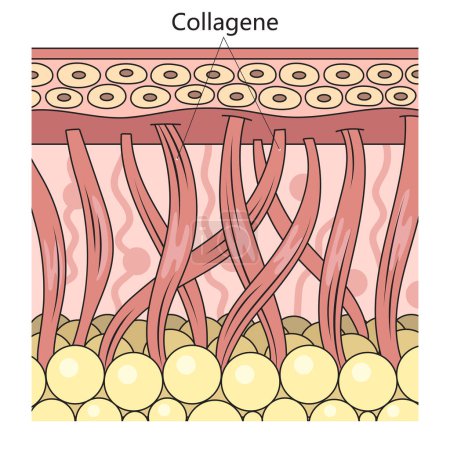 Téléchargez les photos : Protéine de collagène dans le diagramme de structure de la peau illustration schématique raster. Illustration pédagogique en sciences médicales - en image libre de droit