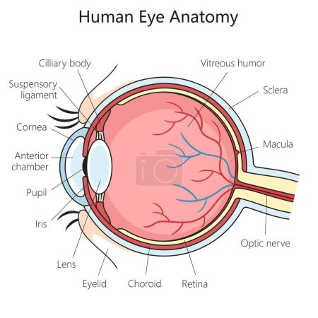 Diagrama de esquema de estructura ocular humana ilustración de trama esquemática. Ilustración educativa de ciencias médicas