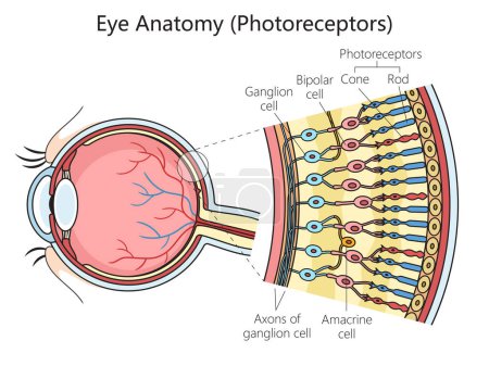 Human eye photoreceptor cell structure scheme diagram schematic raster illustration. Medical science educational illustration