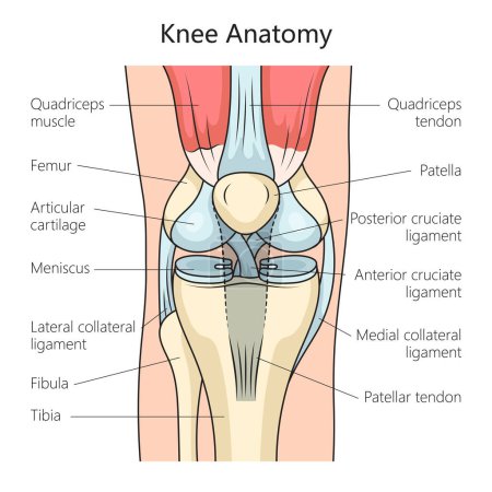 Anatomie des menschlichen Kniegelenks Struktur Diagramm schematische Rasterdarstellung. Pädagogische Illustration der Medizinwissenschaften