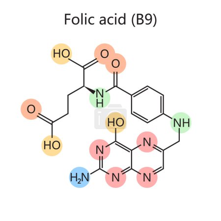 Téléchargez les photos : Formule chimique folate vitamine B9 folacine acide folique schéma schéma illustration raster. Illustration pédagogique en sciences médicales - en image libre de droit