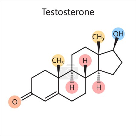 Photo for Chemical organic formula of testosterone male sex hormone diagram schematic raster illustration. Medical science educational illustration - Royalty Free Image