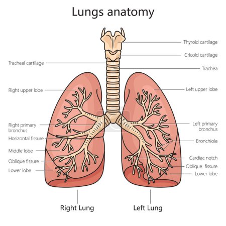 Téléchargez les photos : Schéma de structure de l'anatomie pulmonaire illustration schématique raster. Illustration pédagogique en sciences médicales - en image libre de droit