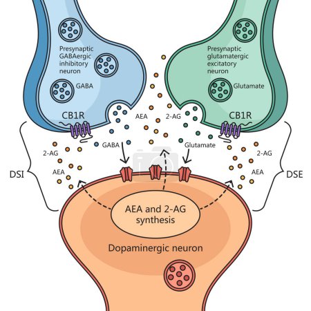 Interacciones neurotransmisoras del cannabinol con la estructura neuronal ilustración esquemática del diagrama de células cerebrales. Ilustración educativa de ciencias médicas