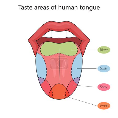 Photo for Taste zones of the human tongue structure diagram schematic raster illustration. Medical science educational illustration - Royalty Free Image