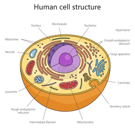 Photo for Human cell structure diagram hand drawn schematic raster illustration. Medical science educational illustration - Royalty Free Image