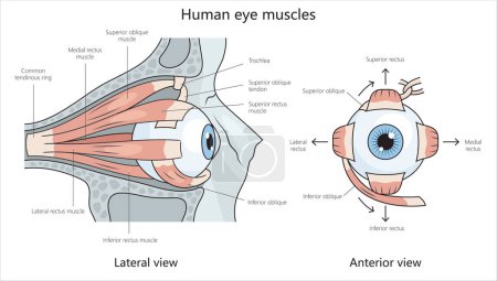 Foto de Diagrama de estructura de los músculos oculares humanos ilustración trama esquemática dibujada a mano. Ilustración educativa de ciencias médicas - Imagen libre de derechos