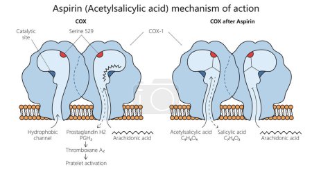 Photo for Acetylsalicylic acid aspirin mechanism of action diagram hand drawn schematic raster illustration. Medical science educational illustration - Royalty Free Image