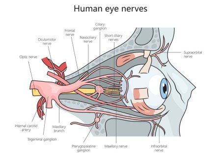 Foto de Diagrama de estructura de nervios oculares humanos ilustración de trama esquemática dibujada a mano. Ilustración educativa de ciencias médicas - Imagen libre de derechos