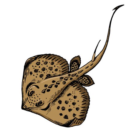 Stachelrochenfische skizzieren handgezeichnete farbige Gravierraster-Illustrationen. Nachahmung im Stil von Scratch Board. Handgezeichnetes Bild.