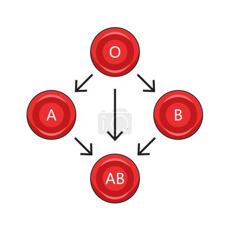 Diagramme de compatibilité des globules rouges illustration schématique raster dessinée à la main. Illustration pédagogique en sciences médicales