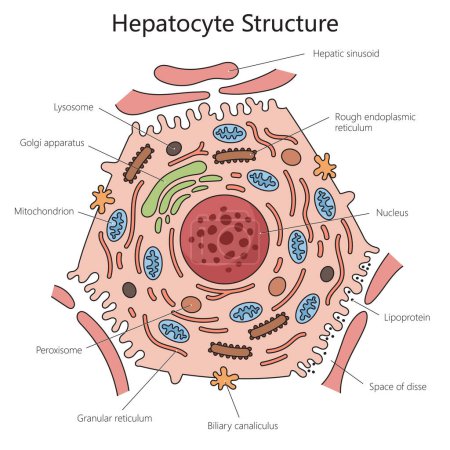Schéma de la structure des cellules hépatiques humaines illustration schématique schématique à la main. Illustration pédagogique en sciences médicales