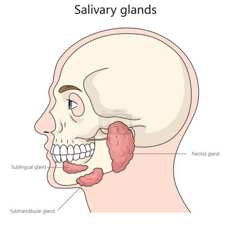Salivary gland structure diagram hand drawn schematic raster illustration. Medical science educational illustration