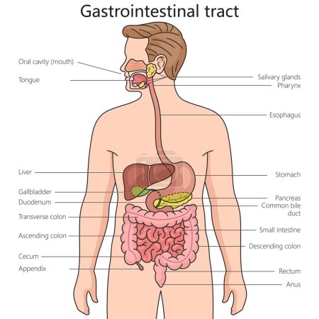 Diagrama de estructura del tracto gastrointestinal ilustración trama esquemática dibujada a mano. Ilustración educativa de ciencias médicas