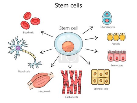 Stammzellstruktur Wirbelsäulendiagramm handgezeichnete schematische Rasterdarstellung. Pädagogische Illustration der Medizinwissenschaften