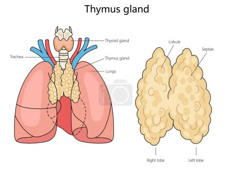 Menschliches Thymusdrüsenstrukturdiagramm, handgezeichnete schematische Rasterdarstellung. Pädagogische Illustration der Medizinwissenschaften